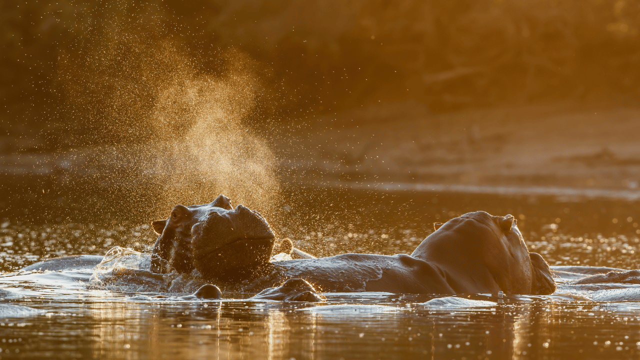 Lion in Mana Pools
