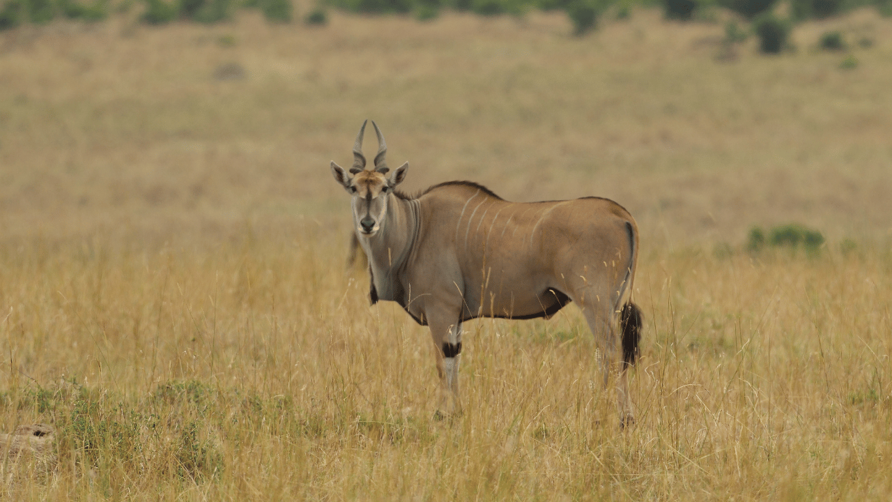 Safari landscape